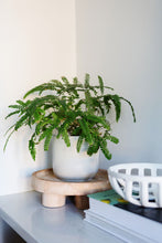 Load image into Gallery viewer, Birch Footed Bowl