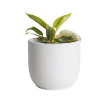 Load image into Gallery viewer, Aurora Planter